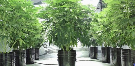 Hydroponic System Hydroponic Systems for Cannabis