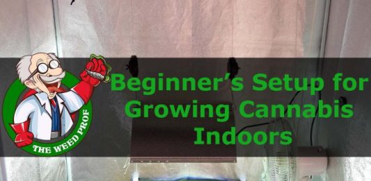 beginners-setup-for-growing-cannabis-696x589