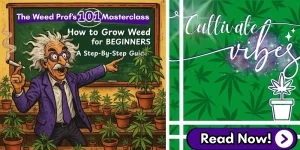 The featured image for The Weed Prof's 'Growing Weed for Beginner's Step-By-Step Guide', featuring the site's mascot in a college lecture hall pointing at the blackboard while teaching a class on cannabis cultiavation.
