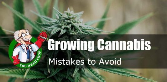mistakes-to-avoid-growing-cannabis mistakes-to-avoid-growing-cannabis