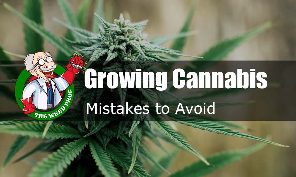 mistakes-to-avoid-growing-cannabis