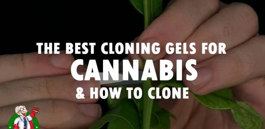 weed-cloning