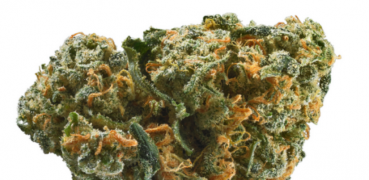 ak47-strain-review ak47-strain-review