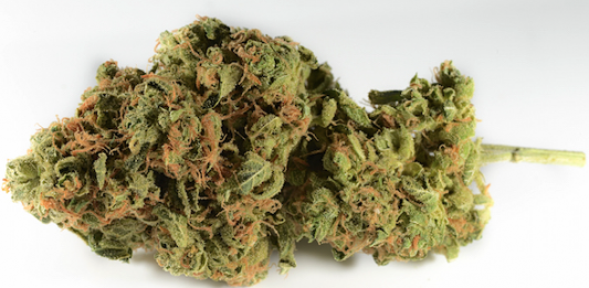 chemdawg-strain-review chemdawg-strain-review