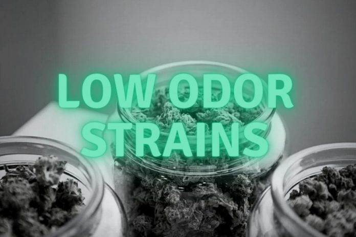 Low Odor Weed Strains