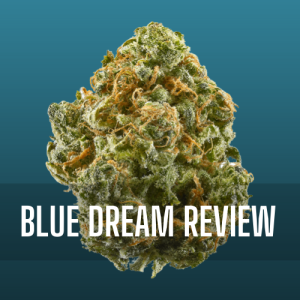 Blue Dream Hybrid Review