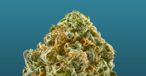 Blue Dream Hybrid Review Blue Dream Hybrid Review