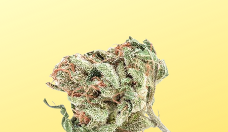 King Kong Strain Review King Kong Strain Review