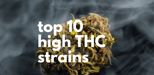 top 10 high THC weed strains-featured