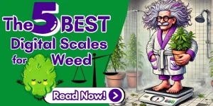 The featured image of The Weed Prof's 'Best Weed Scales' article with the site's mascot weighing himself and a cannabis plant on a digital scale.