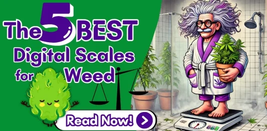 best-digital-weed-scales-featured-image The featured image of The Weed Prof's