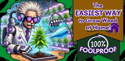 easiest-way-to-grow-weed-featured-image The featured image of The Weed Prof's