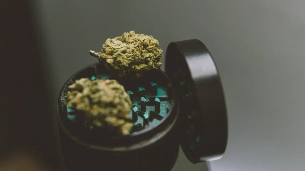 An open 3-piece weed grinder sitting on a table, with two large nuggets of cannabis laying on the exposed grinding teeth.