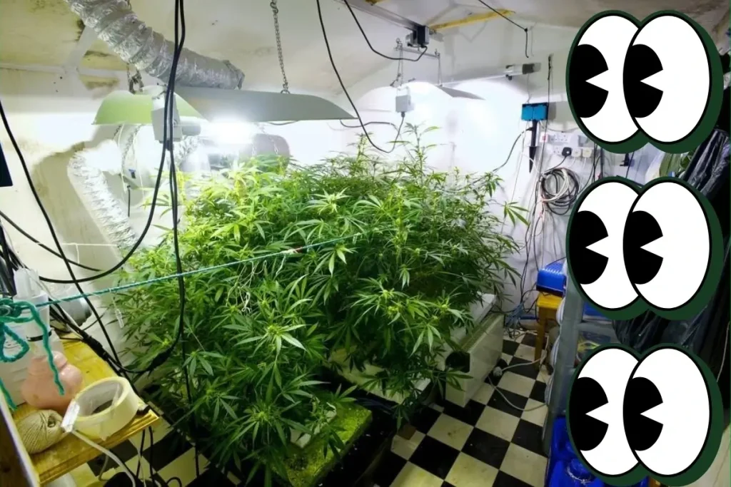 A police photo of the seized cannabis plants, gear, and lab of somebody's underground indoor weed grow house.
