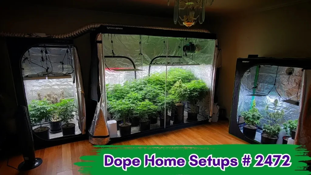 An indoor home-growing setup in somebody's bedroom utilizing the  best grow tent for weed, in three different sizes.
