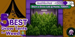 The featured image for the 'Best Grow Tents for Weed' buyer's guide, featuring a tent in a grow lab overflowing with cannabis amongst text overlays and graphical CTAs.