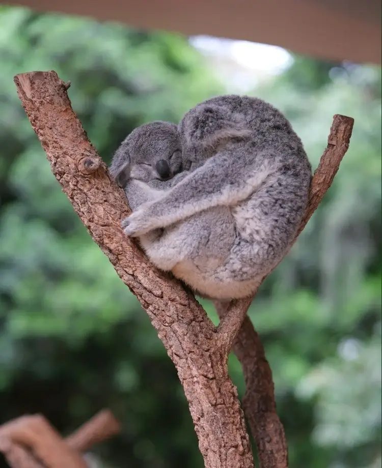 An adult and joey koala cuddling and sleeping in a tree, representing the necessity of sleep in the nlifestyle of goofy but productive potheads.